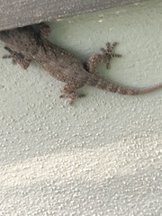 Tarentola delalandii