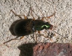 Chlaenius pusillus