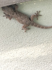 Tarentola delalandii