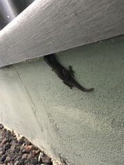 Tarentola delalandii