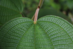 Miconia aeruginosa