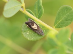 Grapholita tristrigana