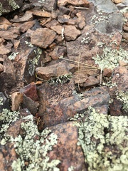 Trimerotropis saxatilis