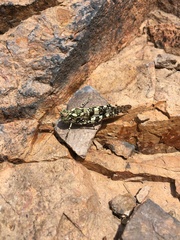 Trimerotropis saxatilis