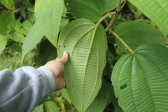 Miconia aeruginosa