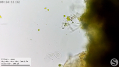 Chilodonellidae
