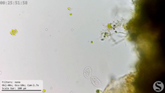 Chilodonellidae