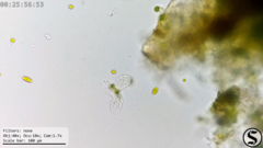 Chilodonellidae