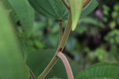 Miconia aeruginosa