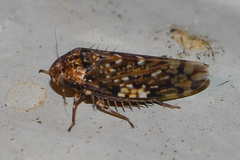 Xestocephalus tessellatus