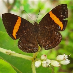 Crocozona pheretima