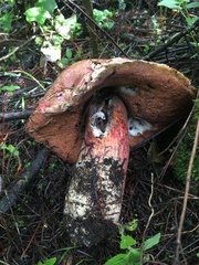 Boletus michoacanus