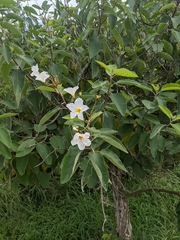 Cordia boissieri
