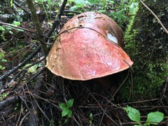 Boletus michoacanus