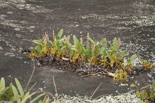 Bulbophyllum lupulinum image