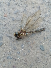 Rhionaeschna marchali