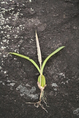 Image of Bulbophyllum lupulinum