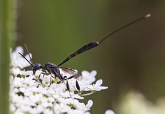 Gasteruption tarsatorium