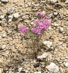Zeltnera beyrichii