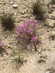Zeltnera beyrichii