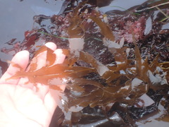 Desmarestia ligulata