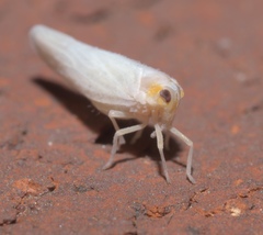 Neocenchrea heidemanni