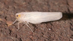 Neocenchrea heidemanni