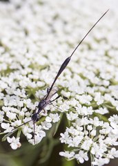 Gasteruption tarsatorium