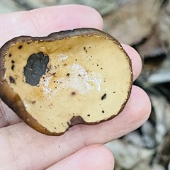 Galiella