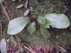 Elaphoglossum crinitum