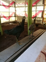 Gallus gallus domesticus