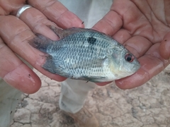 Chaetobranchopsis orbicularis