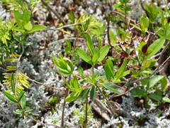 Kalmia polifolia