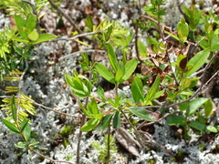 Kalmia polifolia