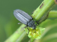 Melandryidae