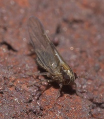 Muellerianella laminalis
