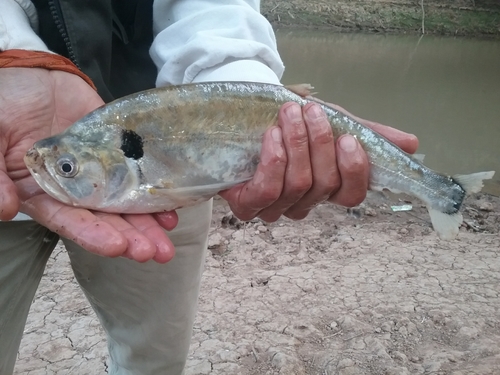 Dogtooth characin (Cynodon gibbus) — Cynodontidae