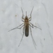 Aedes vexans - Photo (c) Royal Tyler,  זכויות יוצרים חלקיות (CC BY-NC-SA), uploaded by Royal Tyler