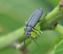 Melandryidae
