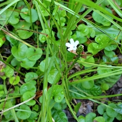 Elytraria caroliniensis