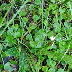 Elytraria caroliniensis