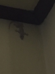 Hemidactylus platyurus