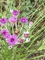 Vernonia lindheimeri