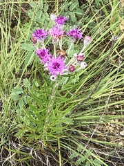 Vernonia lindheimeri