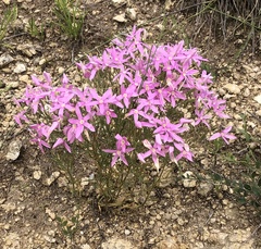 Zeltnera beyrichii