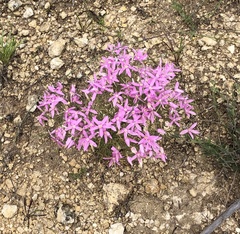 Zeltnera beyrichii