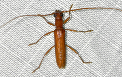 Psyrassa unicolor