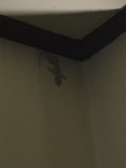 Hemidactylus platyurus