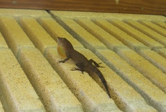Anolis gundlachi