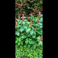 Costus spicatus